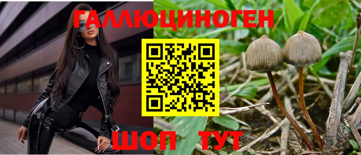 Псилоцибиновые грибы Psilocybine cubensis  Вход с VPN  цены   Анапа 